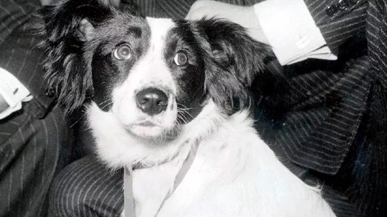 Pickles, o cachorro que encontrou a taça da Copa do Mundo de Futebol